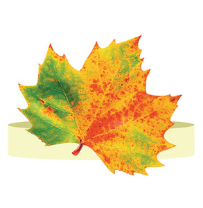 Ободок "Осенний лист", 5КP-030 Ободок "Осенний лист", 5КP-030